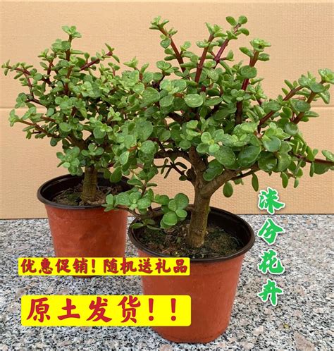 墨西哥巨人老桩图片