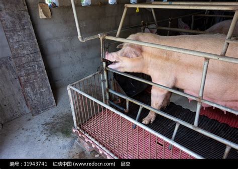 重庆巫山农村生猪繁殖场的种猪高清图片下载_红动中国