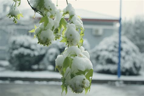 四月的意外雪春天的雪覆盖着嫩绿的叶子高清图片下载-正版图片505016099-摄图网