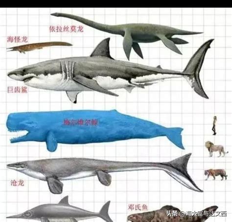 远古十大海生怪兽，"邓氏鱼"一口能把鲨鱼咬成两截！_动物