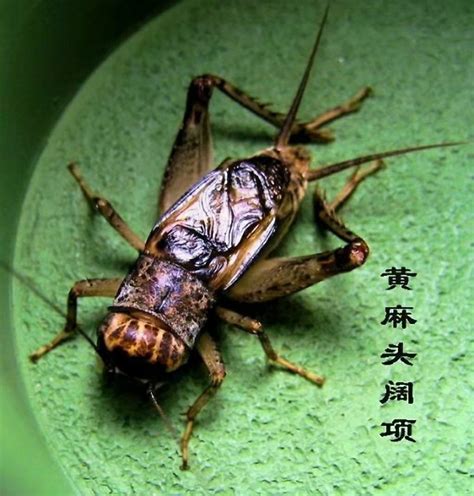 顶级蛐蛐虫王图片