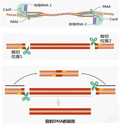 基因编辑技术CRISPR-Cas9简介 - 医药生命科学动态跟踪 -丁香园论坛