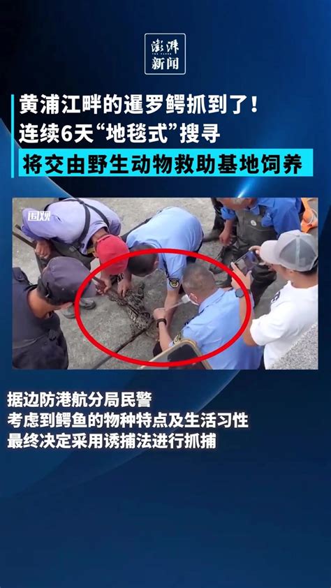 上海黄浦江畔的暹罗鳄抓到了！将交由野生动物救助基地饲养_凤凰网视频_凤凰网