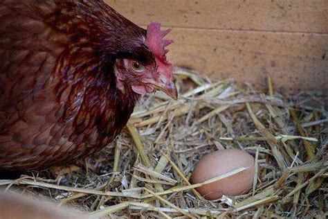 【视频】一种蛋、种鸡无接触式发酵床零排放养殖模式_现代生态养鸡技术_生态养殖技术_高效生态养殖技术网