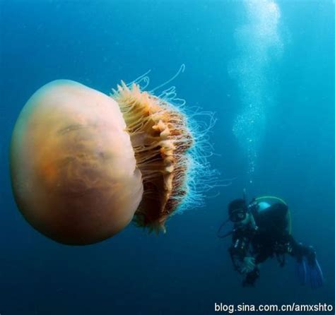 日本海域现大型水母群 最大水母重400斤(图)_新闻中心_新浪网