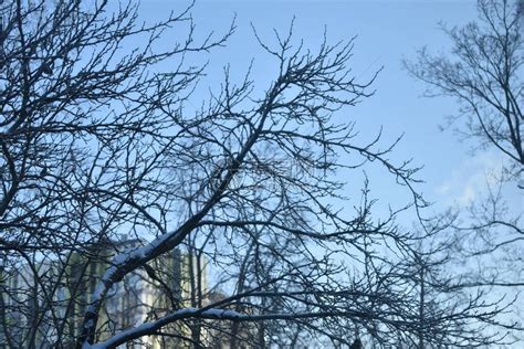 一棵没有叶子的树的剪影以傍晚的天空为背景高清摄影大图-千库网