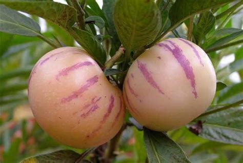 植物趣闻：10种超罕见水果