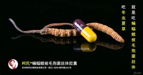 柯氏牌产业化冬虫夏草菌丝体胶囊强肾 招商 - 21保健品网