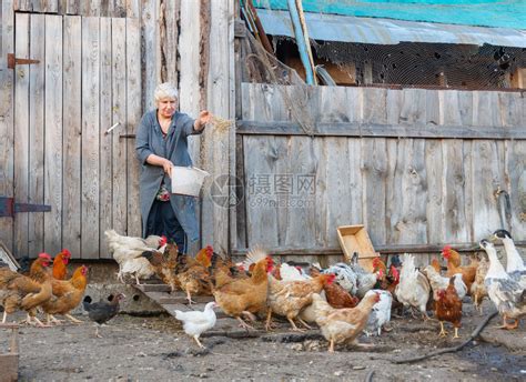 成年妇女在农场喂食谷物家禽鸡和高清图片下载-正版图片503138442-摄图网
