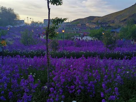 贵州施秉油菜花开扮靓山乡春景_新浪图片