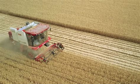 麦收掀高潮河南已收获小麦近4000万亩-小麦资源-行业资讯-面粉信息网