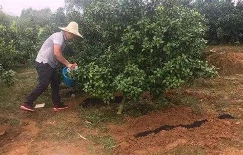 中国农民最适合种的7种坚果树，易种植、赚钱多