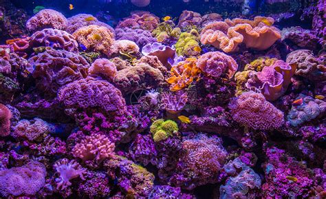 海底世界的鱼群和珊瑚图片-美丽的海底世界的鱼群和珊瑚素材-高清图片-摄影照片-寻图免费打包下载