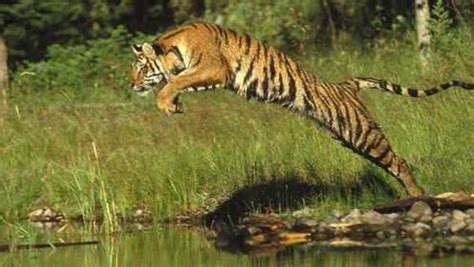 老虎跳跃太霸气了，分分钟让豹子狮子望尘莫及，镜头拍下全过程！