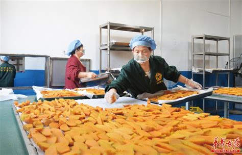 小红薯做成大产业 - 焦点图 - 湖南在线 - 华声在线