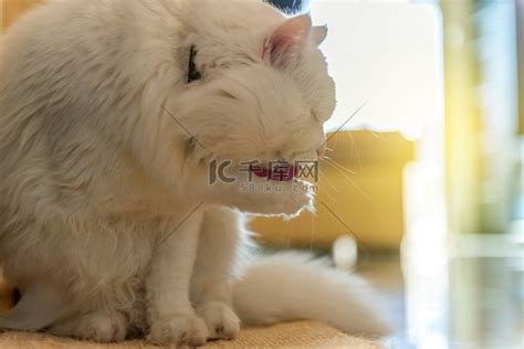 白猫舔自己高清摄影大图-千库网