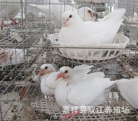 浅谈未来肉鸽养殖发展趋势_种鸽-肉鸽-天成鸽业养殖基地
