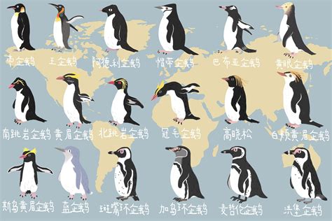全球企鹅品种图鉴|插画|商业插画|鮪魚CASPER - 原创作品 - 站酷 (ZCOOL)