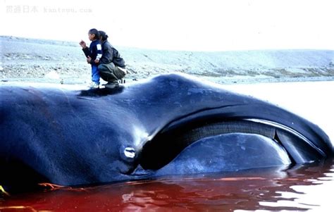 鲸鱼为什么喷水 鲸鱼喷水的目的是什么_法库传媒网