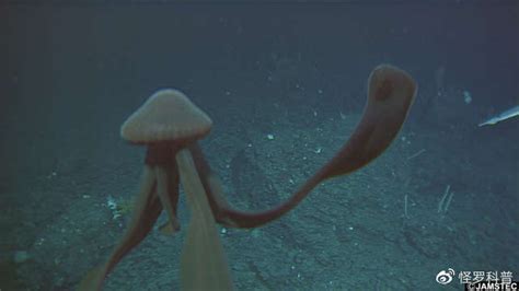 深海″摄魂怪″！罕见冥河水母再次出没，4条十米飘带触手吓坏游客