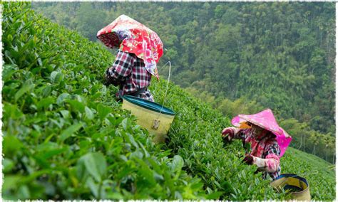 高山茶的特点，高山茶有什么特点 —【发财农业网】