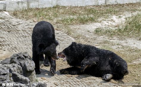 二只黑熊打架摄影图__野生动物_生物世界_摄影图库_昵图网nipic.com