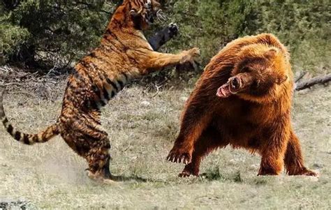 俄罗斯孤儿熊宝宝与人类“牵手” 老虎和棕熊谁厉害？_国际新闻_海峡网