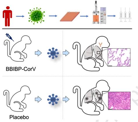4篇Cell等连发 | 高福与秦川等团队联手合作，首次开发灭活的新冠病毒疫苗，动物试验有效：对新冠病毒的感染有保护作用