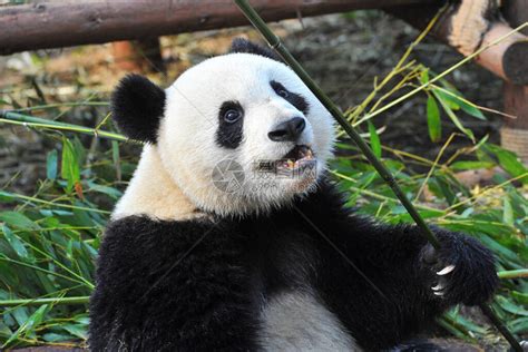 大熊猫 吃竹子 _图片中心_中国网
