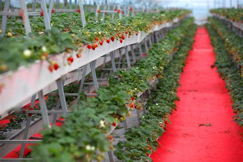 草莓种植采摘高清图片下载-正版图片501221004-摄图网