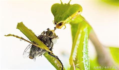 世界最美昆虫排行榜，螳螂居然排第一 - 吾酷网
