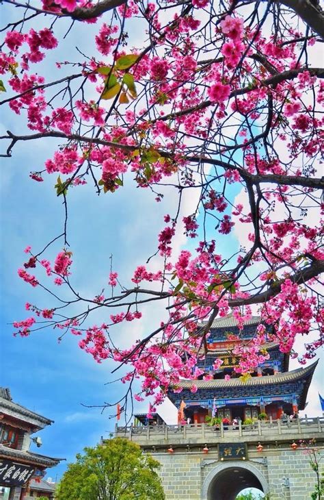 最是一年春好处，绝胜烟柳满皇都，50张照片告诉你中国春天的美 - 知乎