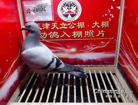 河北久盟国际赛鸽公棚（春棚）图片查看-中国信鸽信息网各地公棚