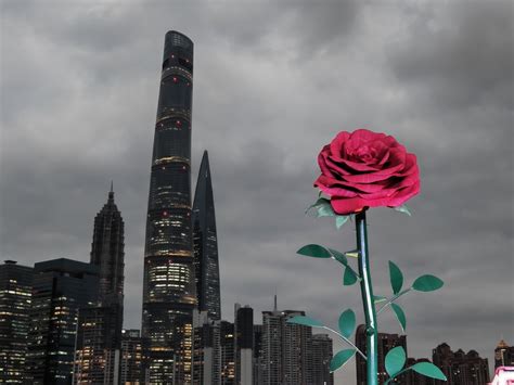 城事｜上海，你是懂浪漫的！外滩巨型玫瑰与魔都天际线同框_快看_澎湃新闻-The Paper