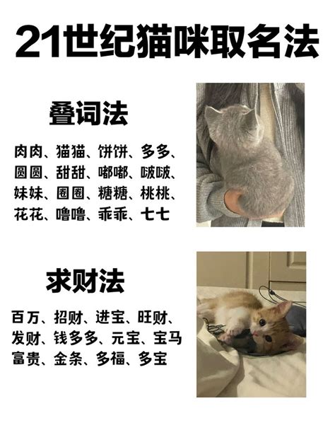 猫咪取名风水,猫名字最旺家,100个招财猫名字(第11页)_大山谷图库