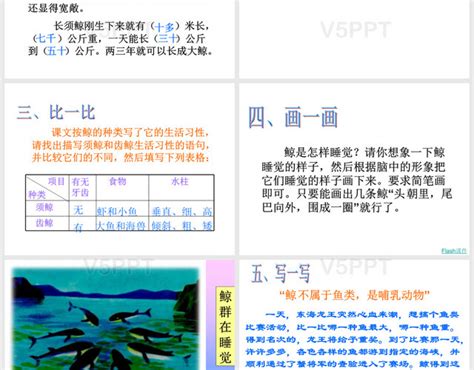 《鲸》小学语文课件完美版PPT-赞芽PPT