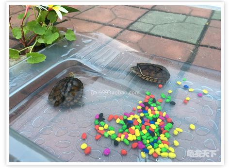 可以在鱼缸里养的乌龟 立式鱼缸能养龟吗_宠物百科 - 养宠客