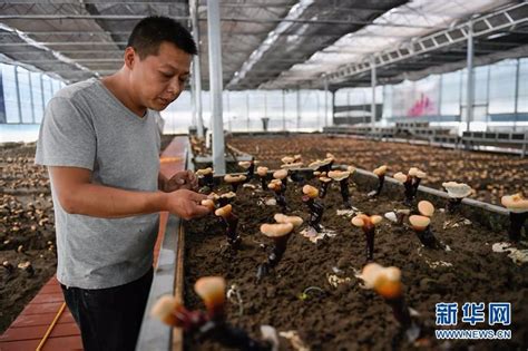 西藏林芝人工栽培白灵芝初获成效 - 森林食品
