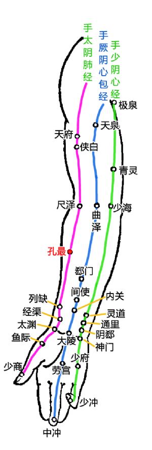 孔最的准确位置图图片 孔最的准确位置图图片