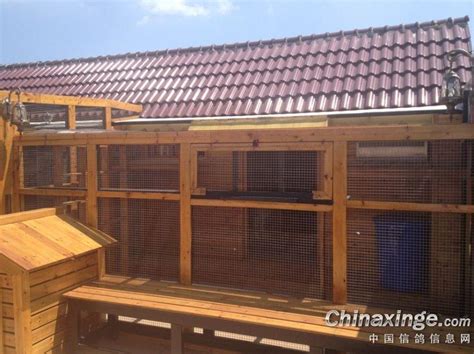 单位楼顶建鸽棚——小鸽子出棚了-中国信鸽信息网相册