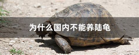 黄缘闭壳龟是不是属于国家二级保护动物？ - 知乎