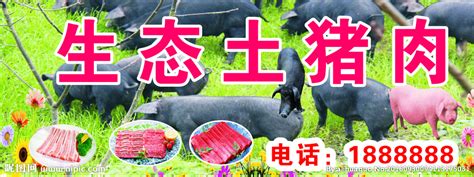 中国土猪因大力养殖洋猪濒临灭绝 纯正回锅肉没了_手机新浪网