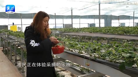 【微视频】承德宽城：温室大棚孕育出好“钱”景