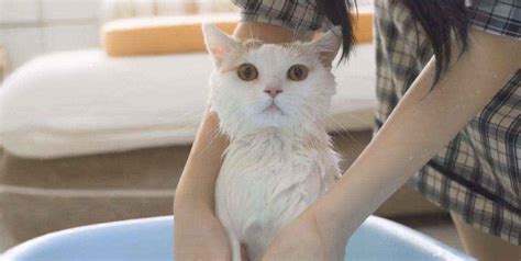 在浴室里给一只灰猫洗澡照片摄影图片_ID:313035343-Veer图库