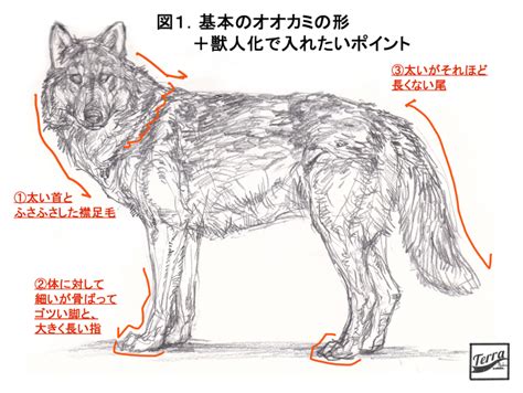 【兽人的画法】试着从狼的特征来描绘狼 - 学院 - 摸鱼网 - Σ(っ °Д °;)っ 让世界更萌~ mooyuu.com