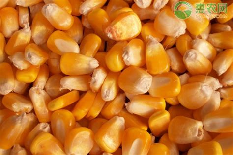 玉米价格又上涨了？2020年10月16日最新玉米行情 - 惠农网