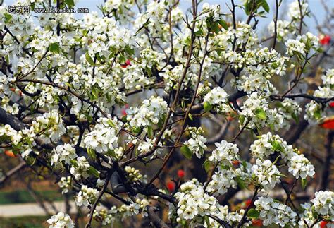 梨花如何培育？记住以下几个步骤，教你轻松种植梨花-绿宝园林网