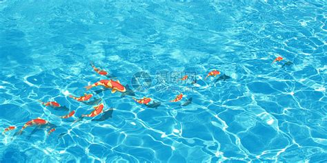夏季清澈水中游过的鱼插画图片下载-正版图片400202748-摄图网