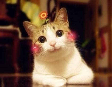 笑脸猫图片