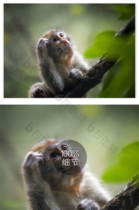 抓耳挠腮的野猴子图片-包图网